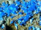 Azurite, Salsigne, Aude01X4,6mm35photos
