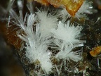 Wavellite, Beauvoir, Echassières, Allier06X5,4mm131phZS